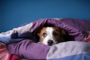 Jack Russell Terrier looks from beneath a purple blanket while relaxing indoors. Curious small dog...