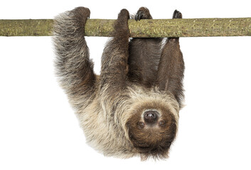 Fototapeta premium Sloth hanging upside down on tree branch