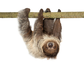 Two toed sloth hanging upside down on branch © Eric Isselée