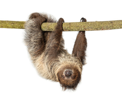 Linnaeus's two toed sloth hanging on branch looking down