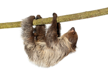 Two toed sloth hanging upside down on branch © Eric Isselée