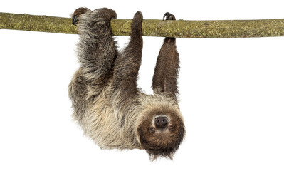 Fototapeta premium Sloth hanging upside down on branch looking forward