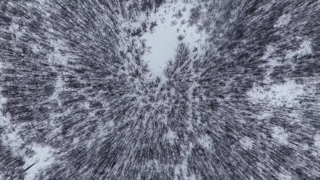 Aerial view of a dense forest landscape blanketed in deep winter snow in Latvia.