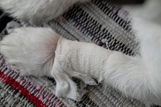 Bandaged Dog Paw Resting Indoors