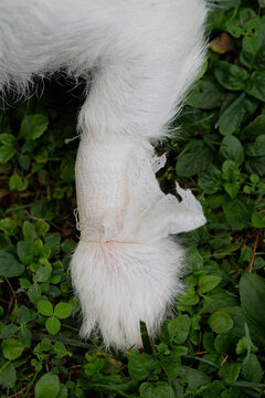 Close-Up of Bandaged Dog Paw on Grass