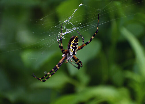 Closeup, top side view, of a yellow garden spider on its web; dark green and black blurred background with ample copy space