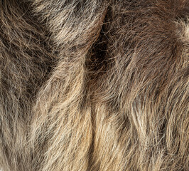 Fototapeta premium Sloth fur showing natural texture and coloration