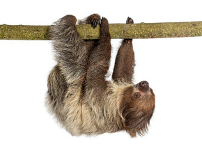 Naklejka premium Linnaeus two toed sloth hanging upside down on branch