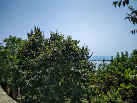 Lush green trees frame a calm blue sea under a clear bright summer sky in this peaceful coastal landscape captured from an elevated scenic viewpoint