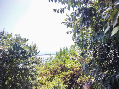 Lush green tree branches frame a scenic coastal view under a bright summer sky featuring vibrant foliage and distant blue water captured in clear daylight