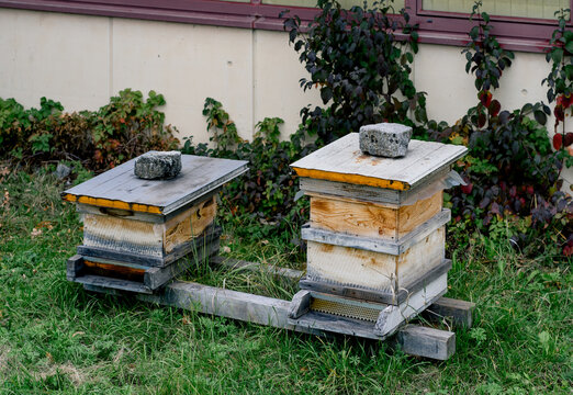 Traditional wooden beehives stand in a garden apiary ready for honey production by Apis mellifera.The scene represents sustainability and biodiversity