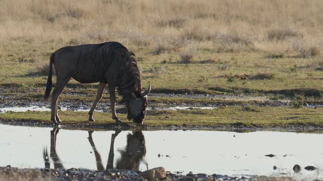 4K 30p (29.97 fps) footage of a blue wildebeest, common wildebeest or brindled gnu(Connochaetes taurinus) at the edge of a waterhole. Mokala National Park near Kimberley. Northern Cape. South Africa.