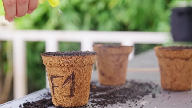 Hand Sprays Water Over Soil in Biodegradable Pots Outdoors, Supporting Home Gardening and Sustainable Plant Growth