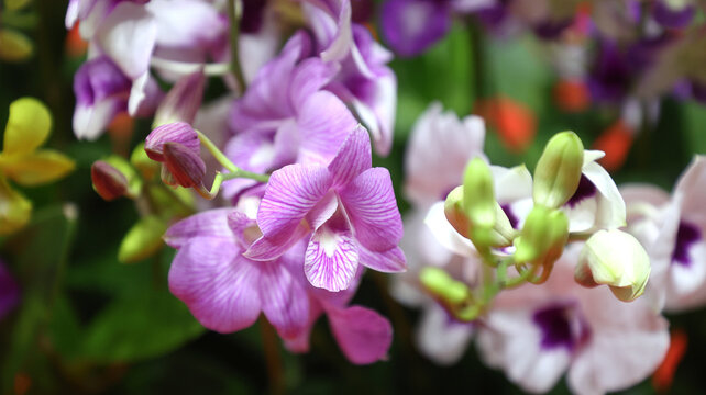 A close up view of blooming purple and pink Dendrobium orchid flowers.