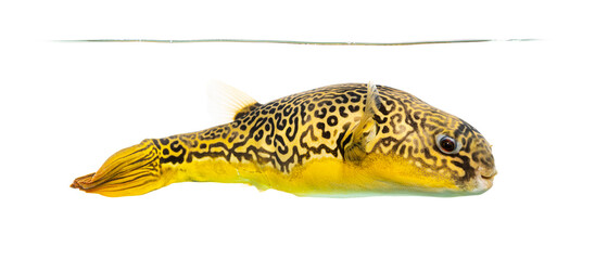 Mbu pufferfish swimming in freshwater with patterns © Eric Isselée