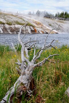 Tree pointing the geysers