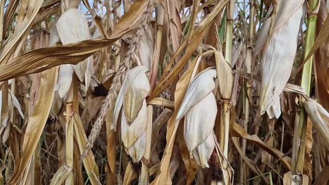 Close-up of fodder corn in a cornfield before harvest. Dry corn cob on a stalk in a field in autumn. Texture of dry leaves close-up. Grain or fodder corn. Ripe fodder corn in a field in autumn