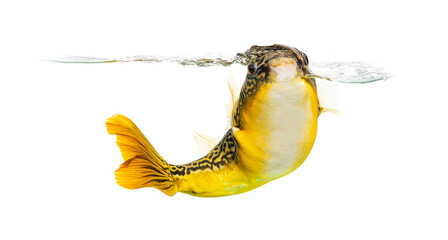 Mbu pufferfish breathing out of water surface © Eric Isselée