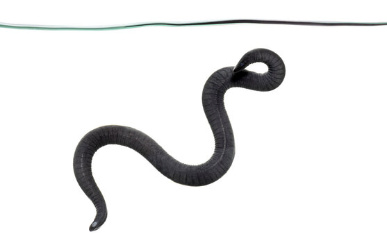 rubber eel, Typhlonectes natans, swimming in water, white background