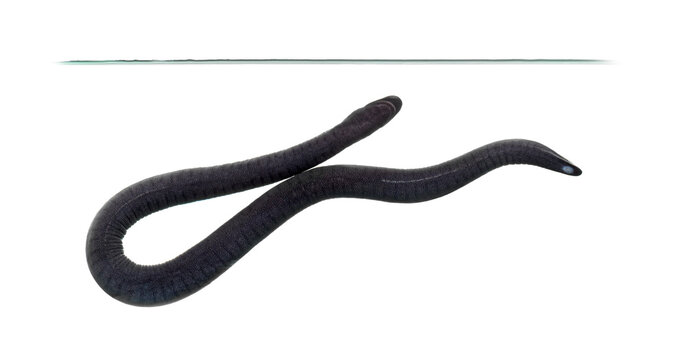 Amphibian caecilian swimming underwater on white background