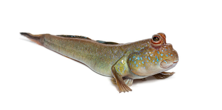 Atlantic mudskipper periophthalmus barbarus on white background