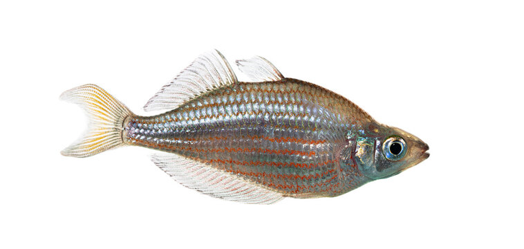 Grime rainbowfish glossolepis dorityi swimming on white background