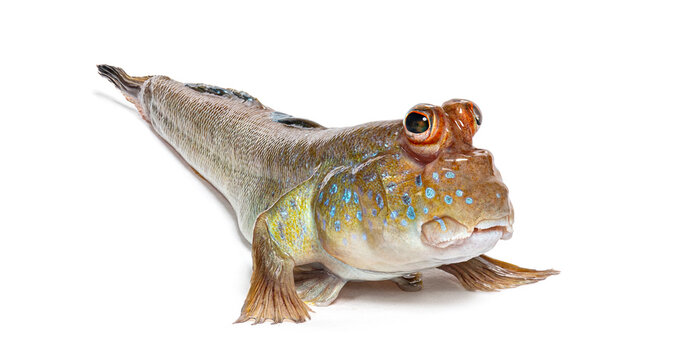Atlantic mudskipper periophthalmus barbarus on white background