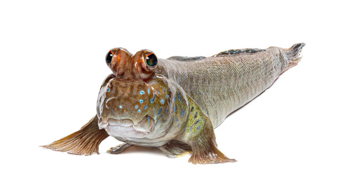 Atlantic mudskipper periophthalmus barbarus standing on white background