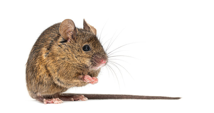 House mouse mus musculus rodent standing isolated