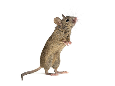 house mouse, Mus musculus, looking ug with curiosity on hind legs, isolated