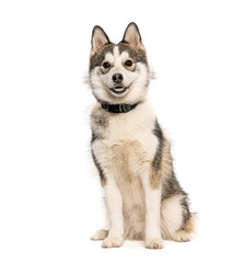 Pomsky dog sitting, smiling, looking at camera © Eric Isselée