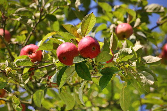 Apfelbaum