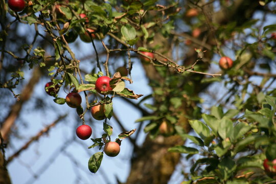 Apfelbaum