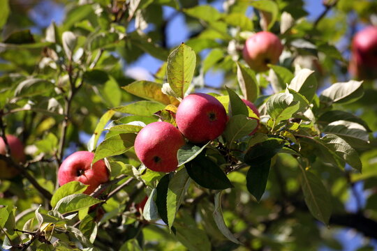 Apfelbaum