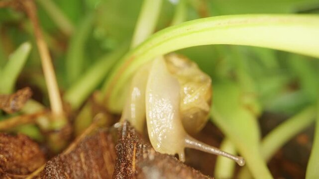 Pale Snail Crawls Beneath Green Plant Stems Over Dark Soil, Macro View Reveals Translucent Shell And Delicate Tentacles, Nature And Biodiversity