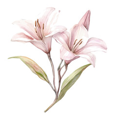 Obraz premium watercolor of Crinum Branch illustration, isolated on a white background.