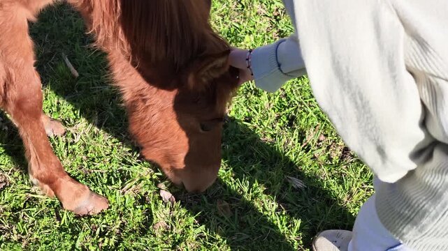 Girl gently strokes the neck of a chestnut domestic horse with a long reddish mane as it lowers its head over green grass, showing a close human animal interaction.