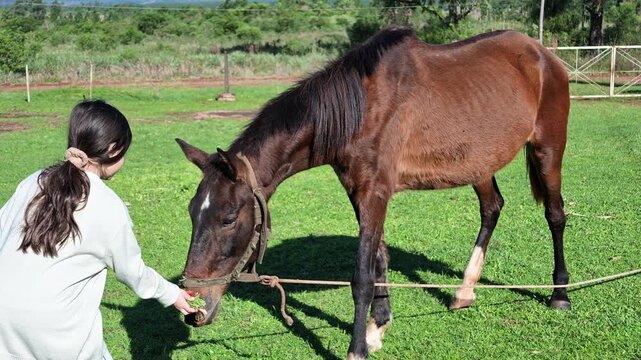 Girl offers food by hand to a brown horse, Equus caballus, standing in a grassy pasture with trees and fencing, slow motion.