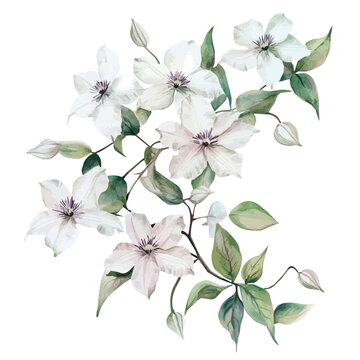 Clematis Branch, refined watercolor illustration with luminous tones and soft layered brushwork, isolated on a white background.