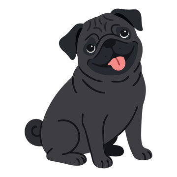 Black pug dog sitting happy domestic pet animal puppy canine