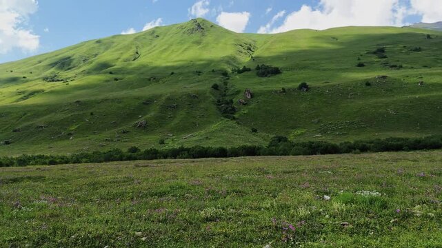 Vibrant alpine meadow covered in wild purple flowers under a towering green mountain slope in Svaneti, Georgia, perfect for travel promotions or nature backgrounds