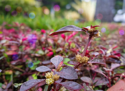 Purple Leaves Plant with Morning Dew Drops Macro in Garden Bokeh