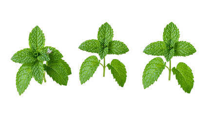 Three fresh green peppermint sprigs with serrated leaves © Anouk