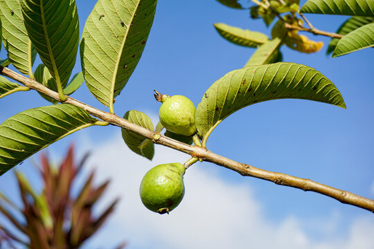 Close-up of young unripe green guava fruits and leaves on a tree branch against a clear blue sky.
