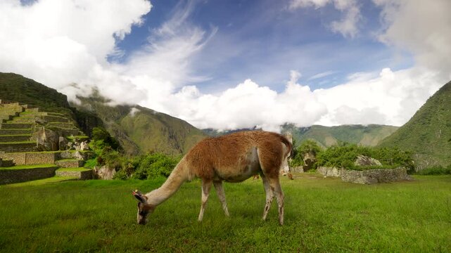 Llama grazes on lush pasture beside the ancient Inca ruins of Machu Picchu, Peru, with steep Andean mountains and cloud-covered peaks rising around the historic archaeological site