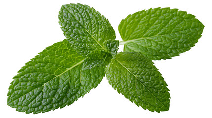Fresh green peppermint leaves sprig with serrated edges © Asmud