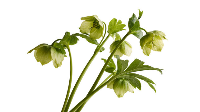 Fresh green hellebore flowers with stems and serrated leaves