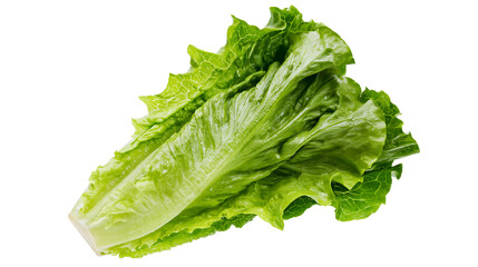 Fresh crisp green romaine lettuce head with ruffled leaves © Anouk