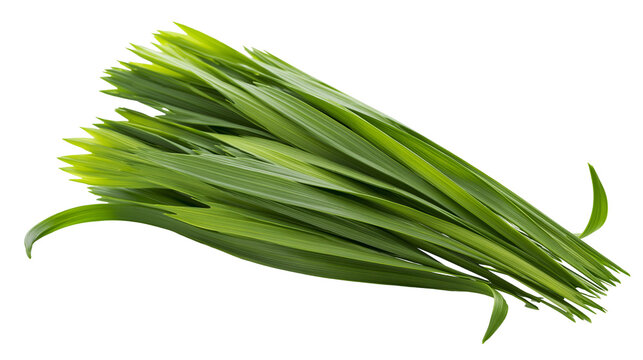 Fresh green pandan leaves bunch for culinary use
