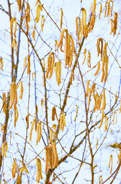 noisetier , fleurs de noisetiers , chatons de couleur jaune , orang&eacute; , printemps , pollen , nature , arbre , vision  , graphique , design , 